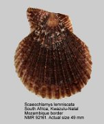 Scaeochlamys lemniscata (8)
